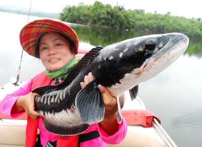 Toman wild fishing thailand